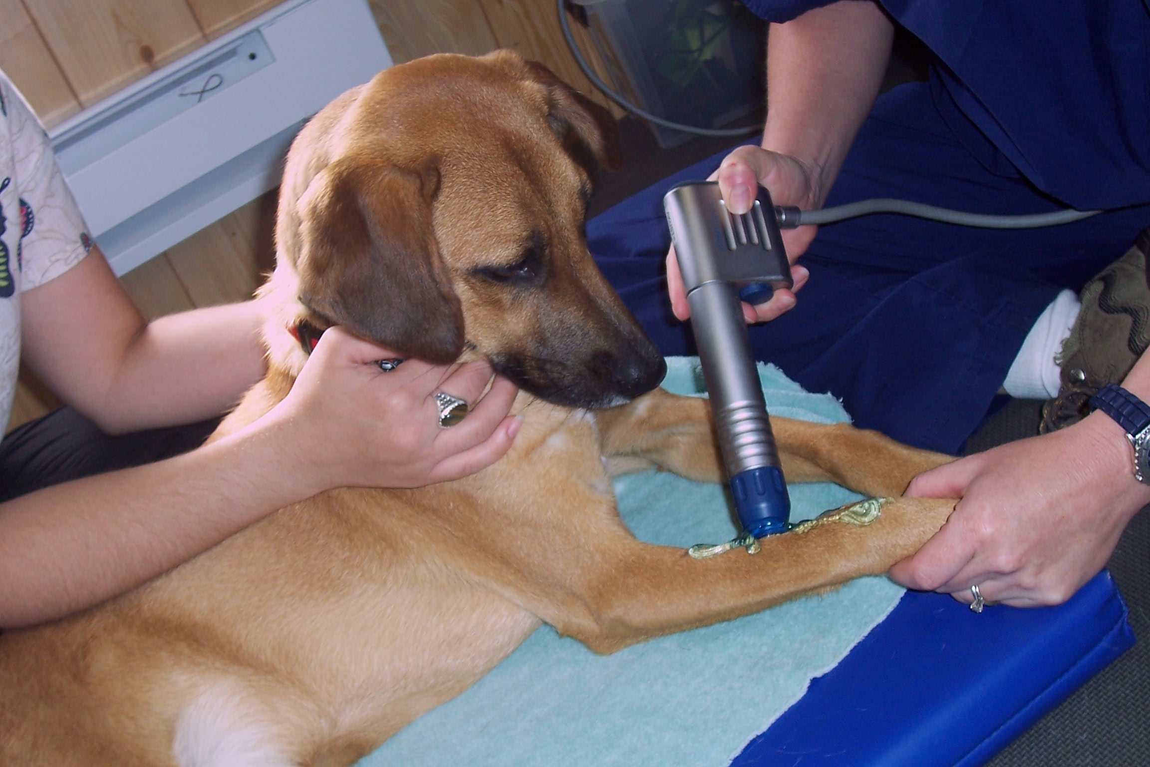 Extracorporeal Shock Wave Therapy (ESWT) for Companion Animals | Focus-It