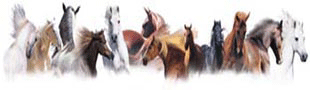 Equine header