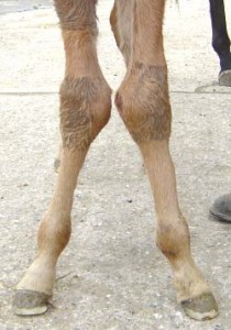 Angular Limb Deformity (ALD) in Foals