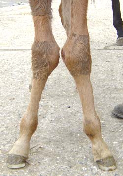 ESWT treatment of Angular Limb Deformity (ALD) in foals & puppies
